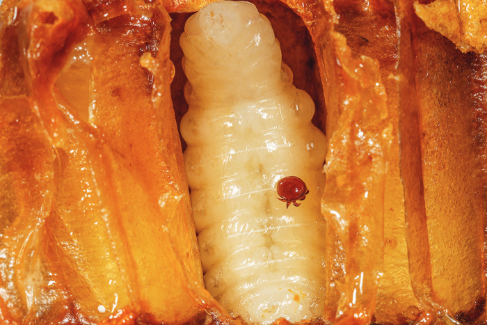 what-temperature-kills-varroa-mites